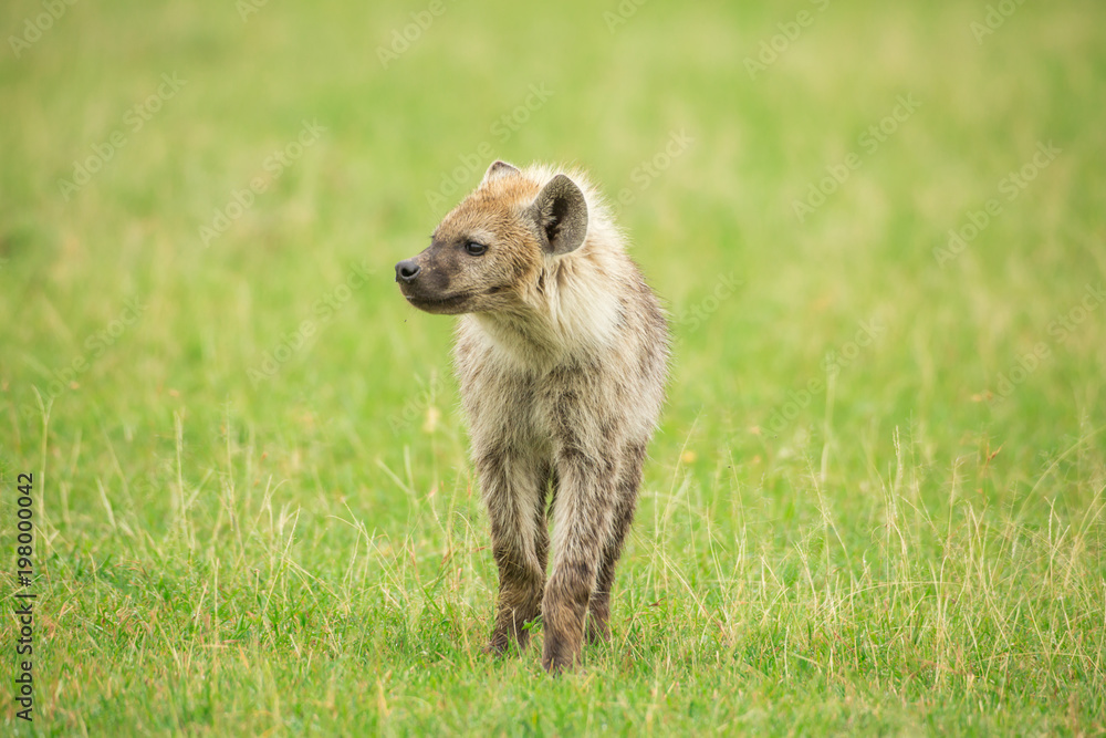 Young hyena Young hyena