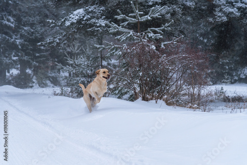 Labrador in snow.