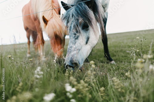 close-up view of beautiful icelandic horses grazing on green pasture