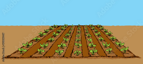 Garden beds. Vector drawing photo