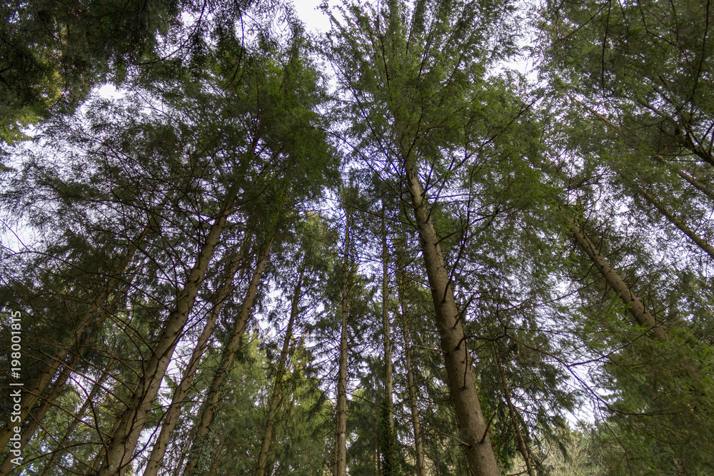 Fototapeta premium Rising Trees