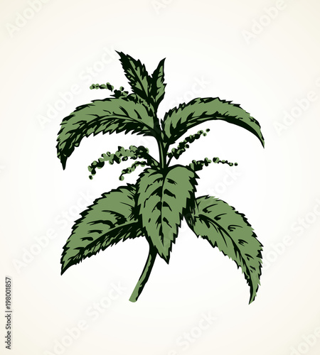 Nettles. Vector drawing