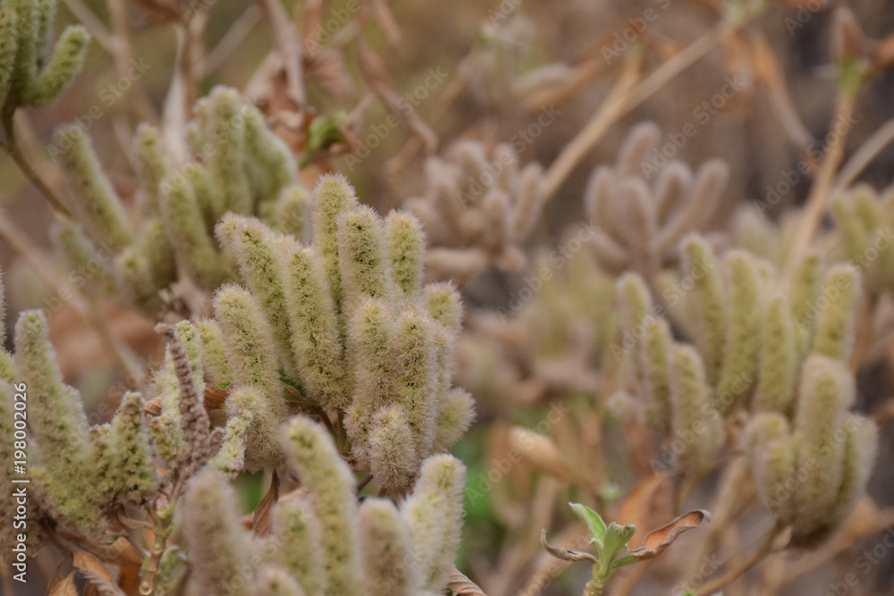 Unseen Plants Unseen Plants