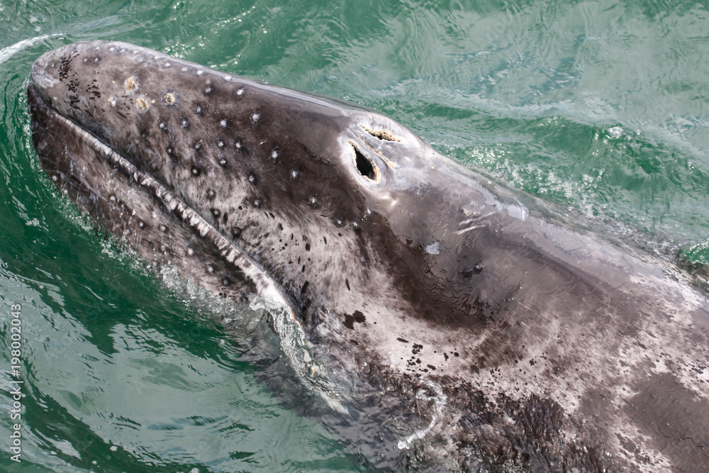 Naklejka premium Grey whale calf