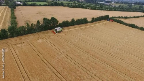 Cornfield in Ireland