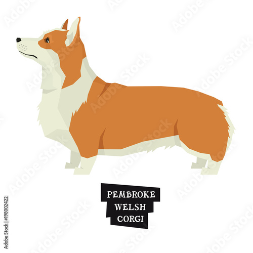 Dog collection Pembroke Welsh Corgi Geometric style Isolated object