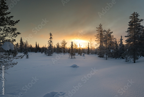 Frosty early morning winter scenery with rising sun sunbeam over frozen snowfield and snow-covered evergreen forest