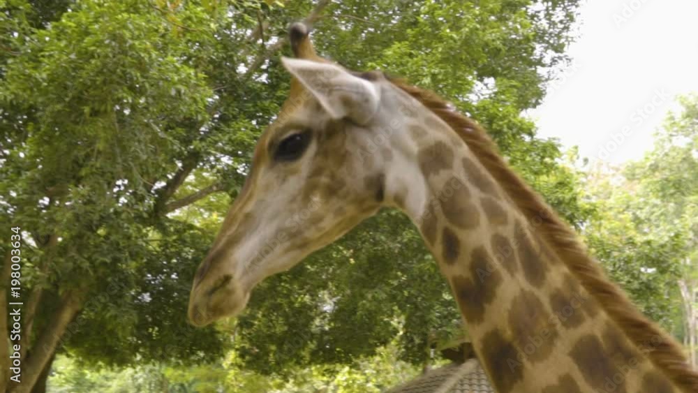 Beautiful Giraffe Close-Up, Giraffa Camelopardalis, The Tallest Animal, African Beautiful Giraffe Close-Up, Giraffa Camelopardalis, The Tallest Animal, African