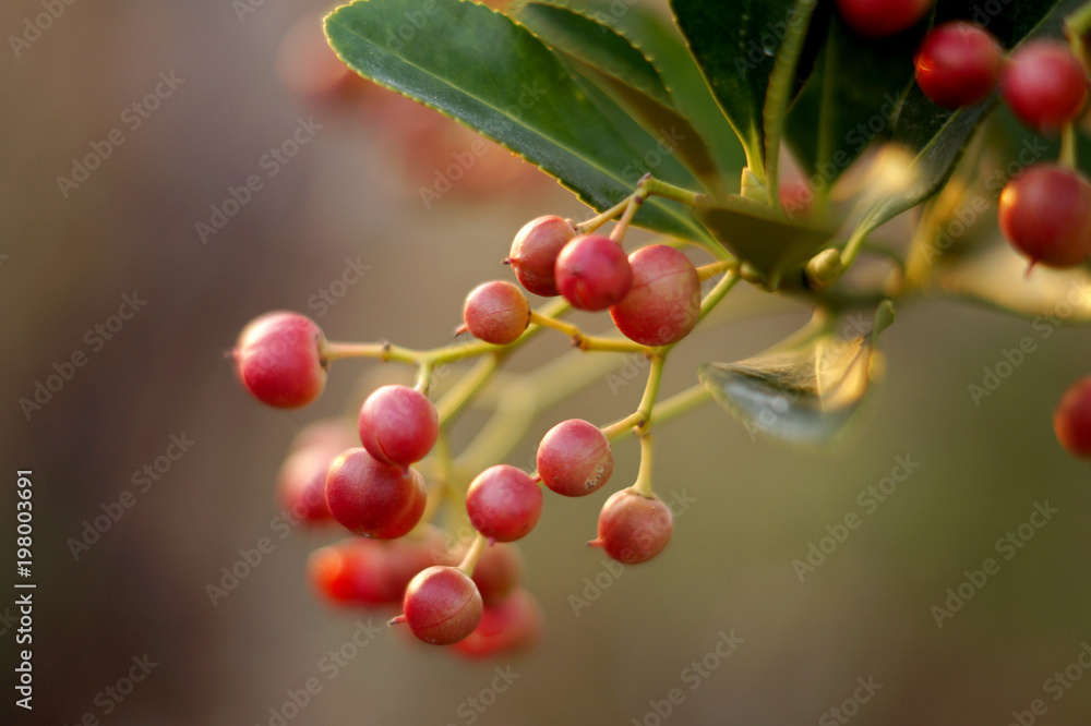 Obraz premium winter fruit / sunset