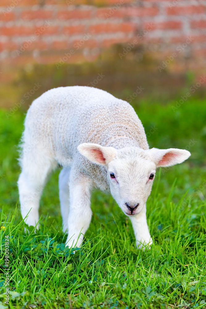Newborn white lamb stands in green grass Newborn white lamb stands in green grass