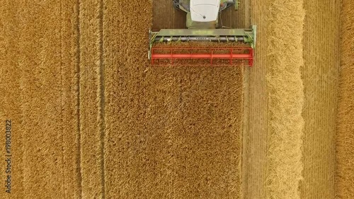Cornfield in Ireland