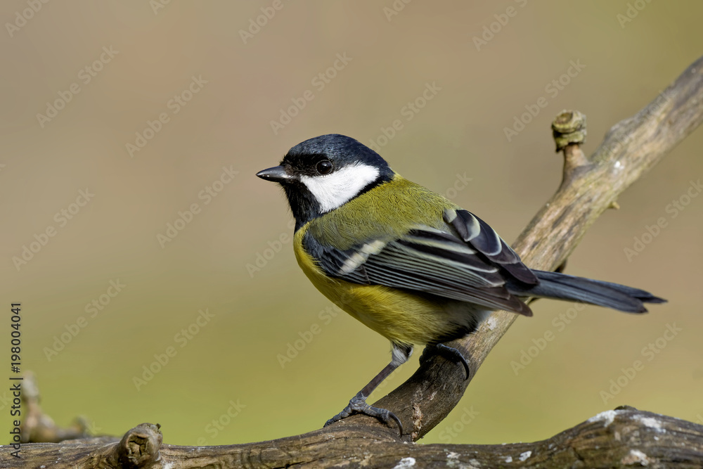 Obraz premium Kohlmeise