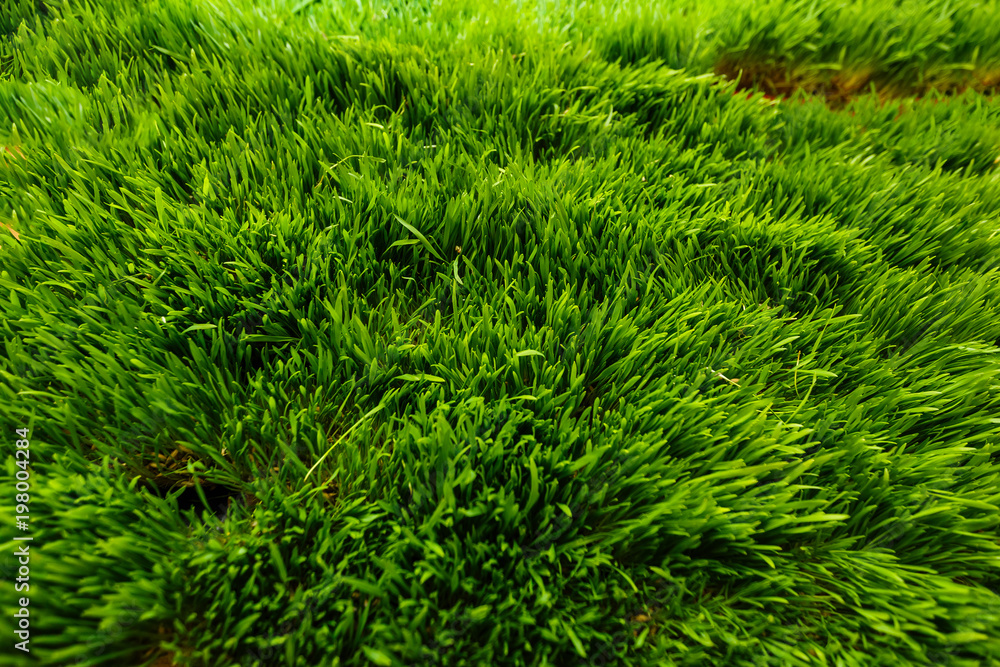 Germinated wheat. Holiday of arrival of spring - Novruz. Germinated wheat. Holiday of arrival of spring - Novruz.