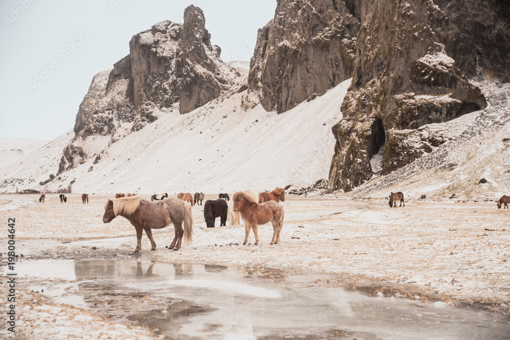 beautiful icelandic horses grazing on snow-covered pasture beautiful icelandic horses grazing on snow-covered pasture