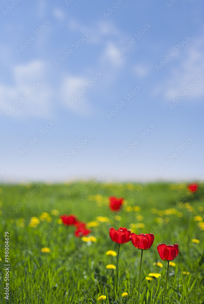 bright floral sunny summer day empty background with green grass, yellow and red flowers and blue sky. copy space for text bright floral sunny summer day empty background with green grass, yellow and red flowers and blue sky. copy space for text