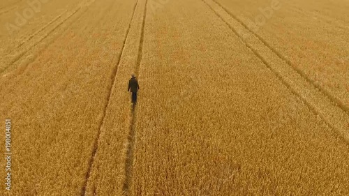Cornfield in Ireland