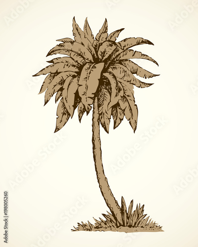 Palm on beach.  Vector drawing