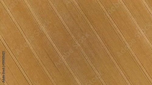 Cornfield lines in Ireland