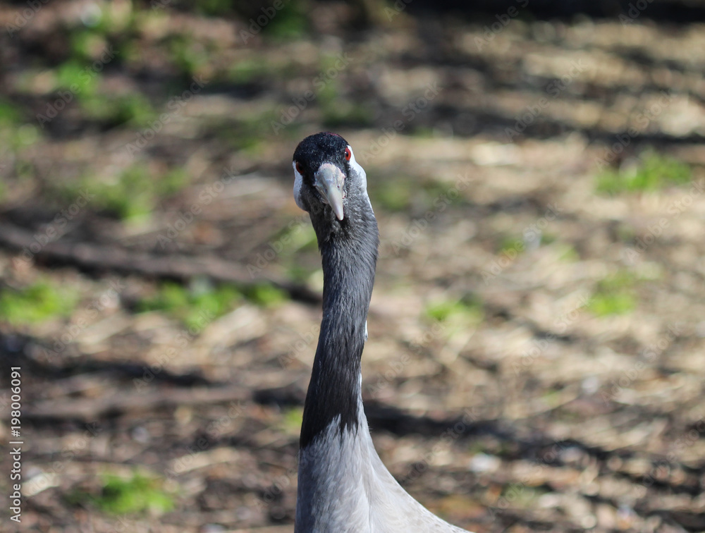 Fototapeta premium Common eurasian crane (Grus grus)