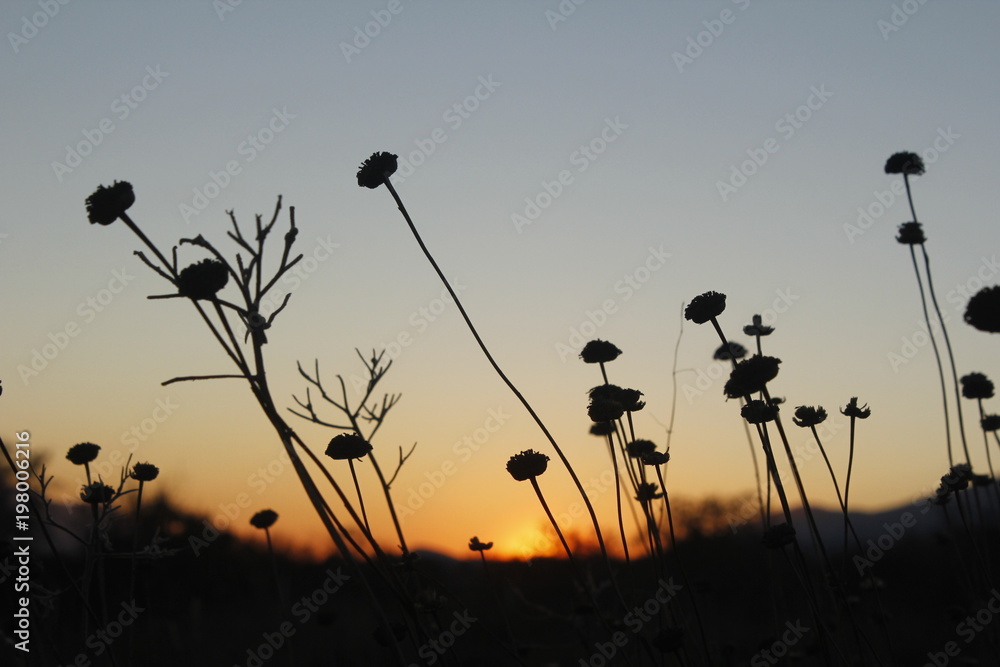 Fototapeta premium Atardecer