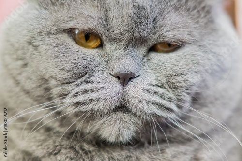 portrait of shothair gray british cat