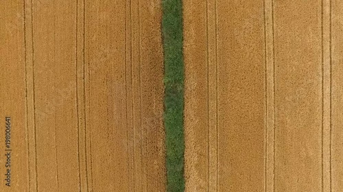 Cornfield in Ireland