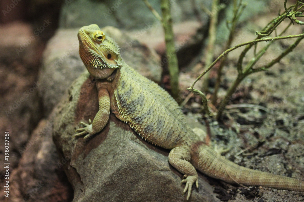Fototapeta premium central bearded dragon lizard (Pogona vitticeps)