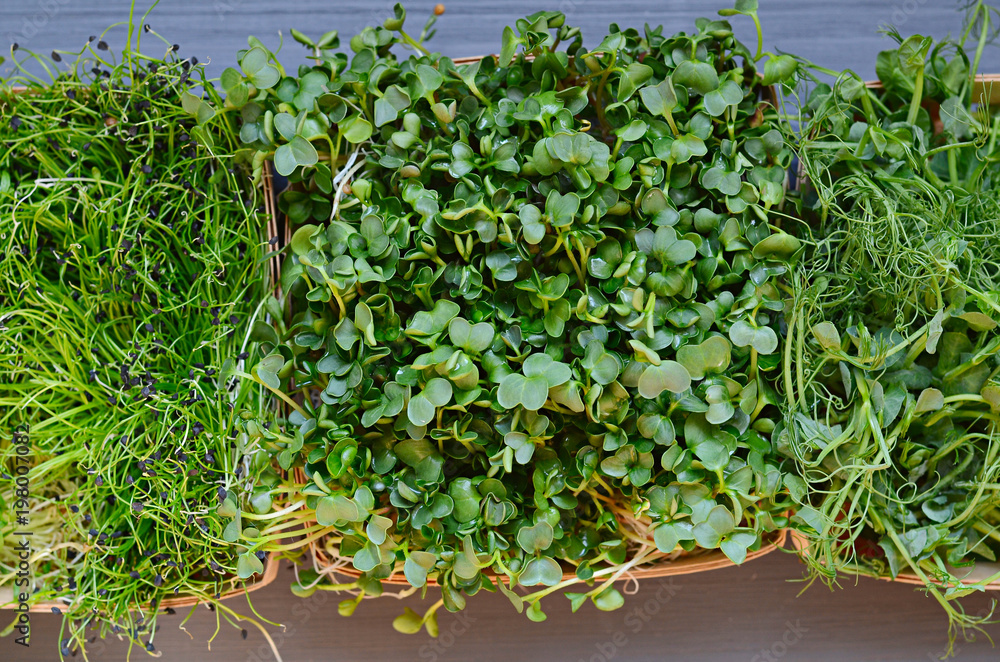 Fresh mixed microgreens on a wooden table Fresh mixed microgreens on a wooden table