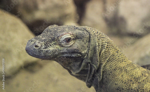 close up of Komodo dragon  Varanus komodoensis 