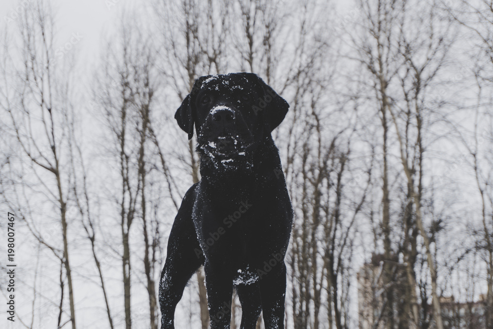 labrador portrait winter snow labrador portrait winter snow