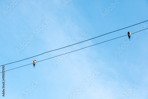 Two birds sit on power lines against blue sky background