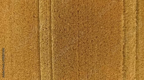 Cornfield in Ireland