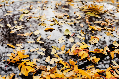Sad autumn decoration