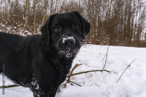 labrador portrait winter snow