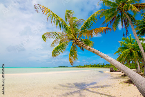 Palm tree on the beach, French Polynesia