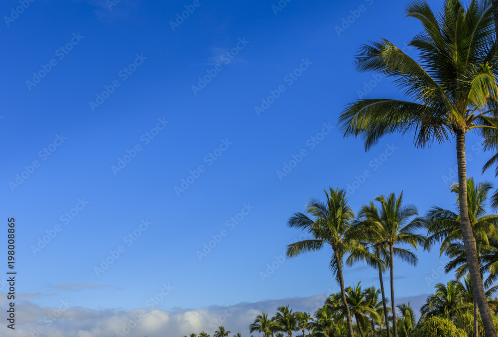 Naklejka premium Palms in background in Maui, Hawaii, USA
