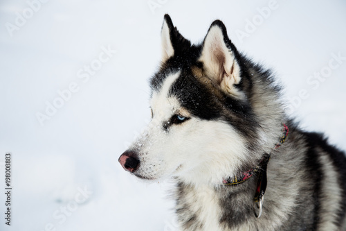 Profile Portrait of Siberian Husky dog black and white color with blue eyes is on the snow on the frozen sea. Close up of husky dog is observing iced seas in winter © Anastasiia