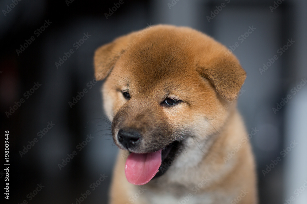 Profile portrait of cute dog breed Shiba Inu on a dark background. Red Japanese lovely puppy with tonque out Profile portrait of cute dog breed Shiba Inu on a dark background. Red Japanese lovely puppy with tonque out