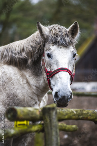 Portrait of a horse in the yard. White horse's head. © Kozioł Kamila