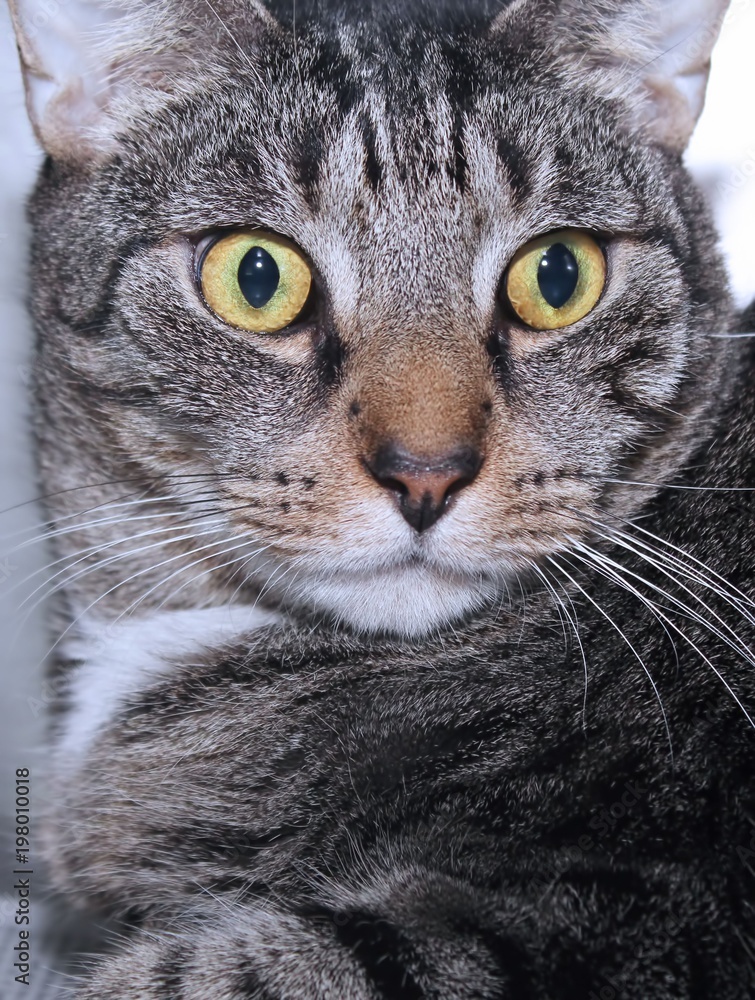 BROWN TABBY CAT BROWN TABBY CAT