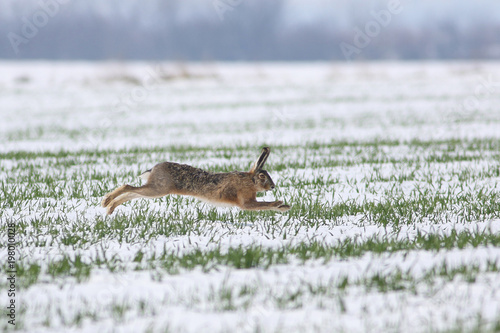 Wild hare is jumping on meadow