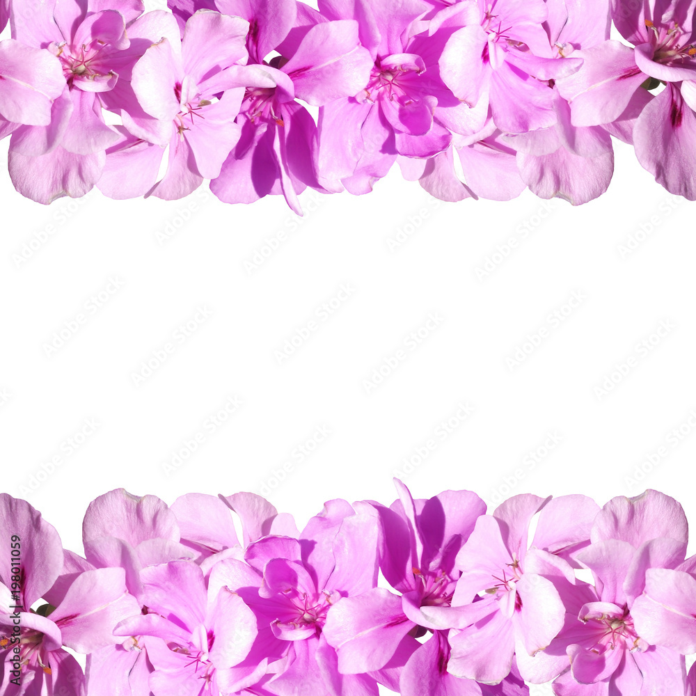 Beautiful floral background of purple pelargonium 