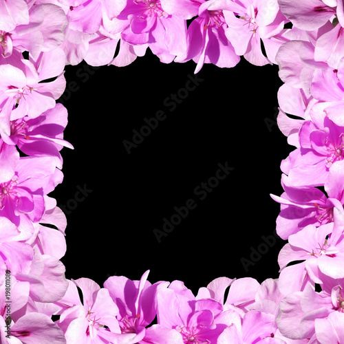 Fototapeta Naklejka Na Ścianę i Meble -  Beautiful floral background of purple pelargonium 