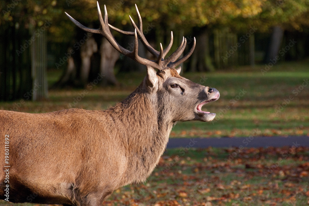 Bushy Park London Bushy Park London