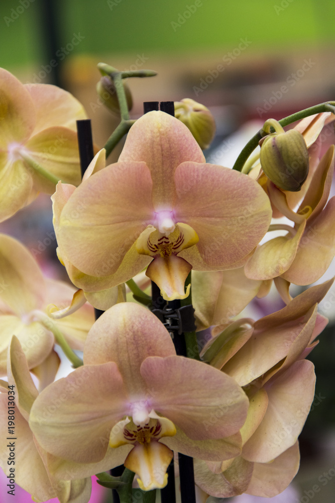 Orchids flower, tropical phalaenopsiis Orchids flower, tropical phalaenopsiis