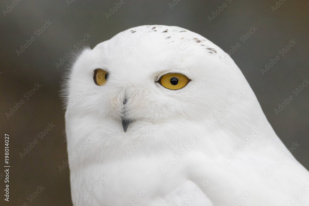 Fototapeta premium Snowy Owl Portrait