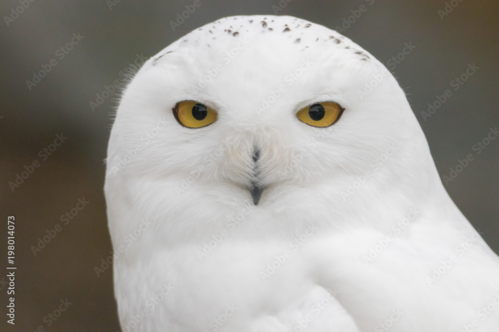 Naklejka premium Snowy Owl Portrait