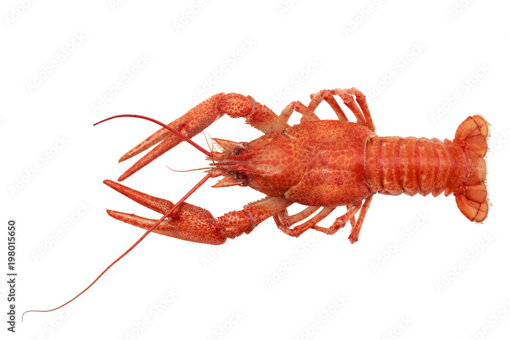 red crayfish isolated on white background red crayfish isolated on white background
