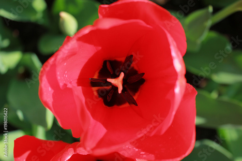 Tulip 