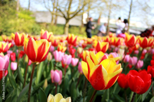 Tulip